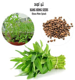 Water Spinach / Kangkung  (කංකුන්/கங்குன்) - Seeds